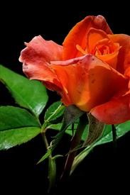 &quot;Flower Delivery Flemington Nj